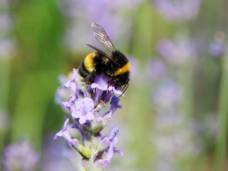 Fototapeta premium Hummel auf Lavendel