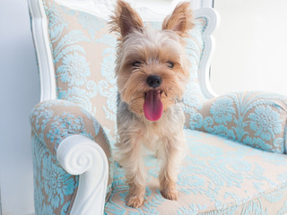 Small cute funny Yorkshire Terrier puppy dog stand on the luxury chair and looking for something.