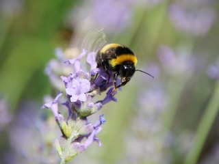 Hummel im Flug auf Lavendel