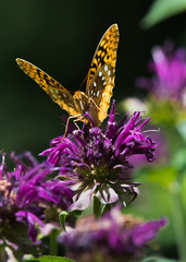 great_spangled_fritillary
