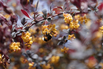 Blütenzweig der Berberitze  (Berberis) 