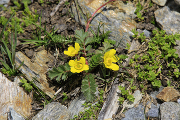 Berg-Hahnenfuß Blüten (Ranunculus montanus)