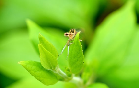 insecte yeux agrion vert feuille feuillage nature macro gros plan  insecte 