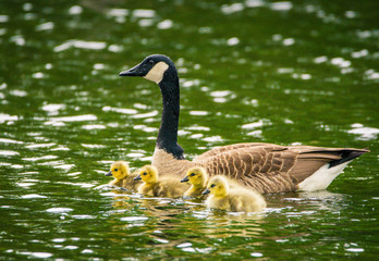 A goose swimming with four gosling on a rainy day