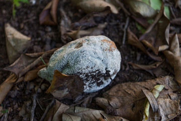 Rotten lemon on the ground