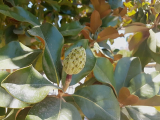 magnolia tree seeds with green leaves