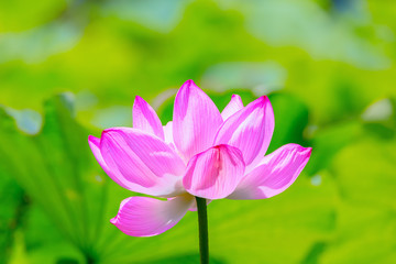 The Lotus Flower.Background is the lotus leaf.Shooting location is Yokohama, Kanagawa Prefecture Japan.