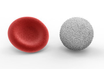 white blood cell with red blood cell