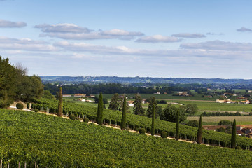 Fototapeta na wymiar Facing vineyards near Bordeaux