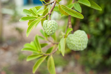 Custard apple in the garden. A famous fruit in West Land of Vietnam.