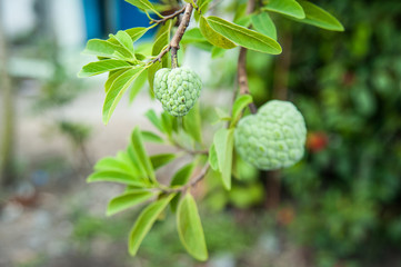 Custard apple in the garden. A famous fruit in West Land of Vietnam.