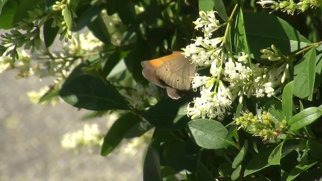 Ein gro&szlig;es Ochsenauge (Schmetterling) auf Ligusterbl&uuml;ten