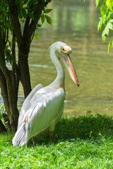    Great White Pelican, Pelecanus onocrotalus near the river 