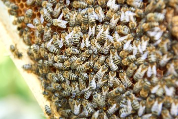 Close up shot of a bee swarm in apiary beekeeping insects swarming apiculture farming honey producing working concept.