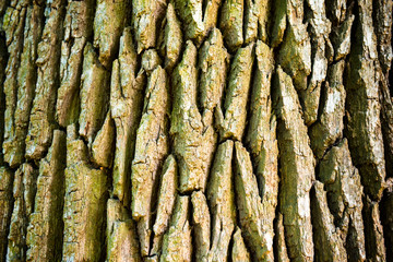 Texture of old oak tree