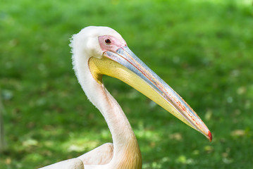     Great White Pelican, Pelecanus onocrotalus, head, profile 