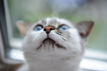 Funny large portrait of a white cute fluffy blue-eyed cat. Window in the background