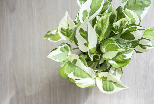 Home and garden decoration of  top view Epipremnum aureum in the bedroom