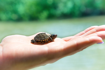 Small sea turtle