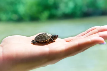 Photo sur Plexiglas Tortue Small sea turtle