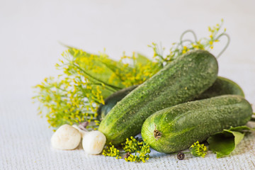  Ingredients for canning cucumbers.Young fresh green cucumbers, garlic heads and spicy herbs such as dill, a sheet of currant on a light background.