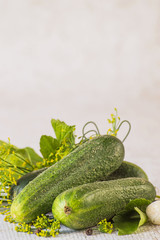  Ingredients for canning cucumbers.Young fresh green cucumbers, garlic heads and spicy herbs such as dill, a sheet of currant on a light background.