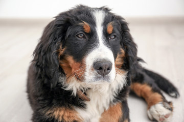 Cute funny dog at home, closeup