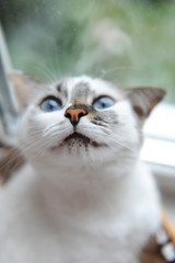 Large portrait of a white cute fluffy blue-eyed cat. Lookup. Window in the background