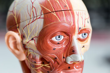 Face human anatomy model of muscle for classroom education.	