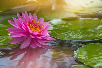 Beautiful pink lotus 