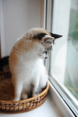 Cute fluffy blue-eyed cat sits in a wicker basket and looks out the window