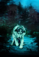 Papier peint adhésif Loup The threatening wolf is preparing to attack