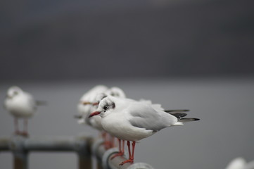 Mouette