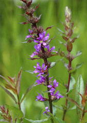 Blühender gewöhnlicher Blutweiderich  (Lythrum salicaria)