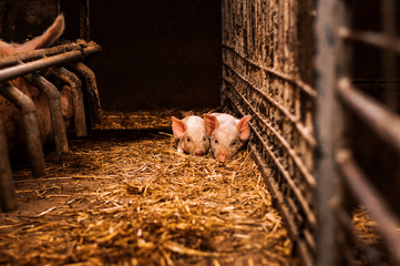 Little pigs laying on hay and straw in barn © bnenin