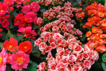 Rows of flower seedlings in the village market.