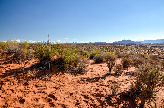 Desert Spoon (Dasylirion Wheeleri) And Other Native Desert Plants In Red Sand Dunes Near Colorado River
Page, Cococino County, Arizona, United States