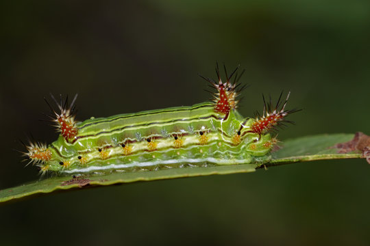 Image of a wattle cup caterpillar on nature background. Insect Animal
