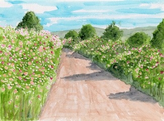 Fototapeta premium コスモスの咲く道