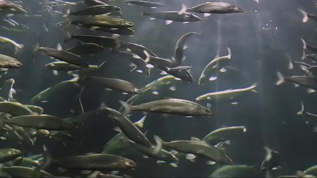 Aquakultur - Fischzucht mit Lachs unter Wasser