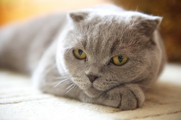 Scottish Fold. Portrait of a gray adult cat. Selective focus. cat lies on the carpet. Portrait of a cat relax