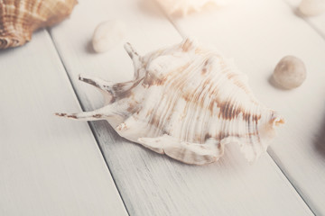 Seashell closeup on white wood, sea vacation background