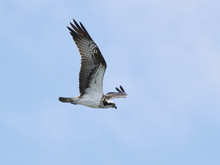 Osprey (Pandion haliaetus)