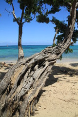 jamaica tree beach sky blue