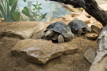 Turtle