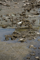 Fototapeta premium White egret in mangrove forest