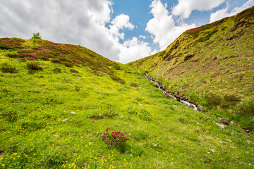Val Grosina - Val Pedruna - Valtellina (IT) - Panoramica estiva della valle con rododendri fioriti 
