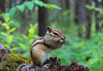 Naklejka na ściany i meble Little chipmunk gnaws nuts on a log in a dense green forest