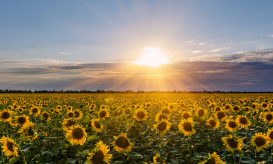 field of blooming sunflowers on a background sunset. © yelantsevv