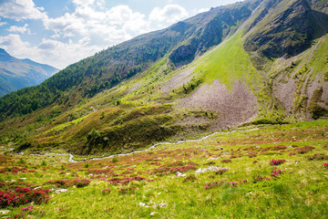 Fototapeta na wymiar Val Grosina - Val Pedruna - Valtellina (IT) - Panoramica estiva della valle con rododendri fioriti 